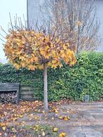 Dakplataan gratis, Ophalen, Volle zon, Overige soorten, 100 tot 250 cm