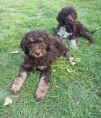 Prachtige medium Labradoodle pups, Dieren en Toebehoren, Overige rassen, 8 tot 15 weken, CDV (hondenziekte), Meerdere