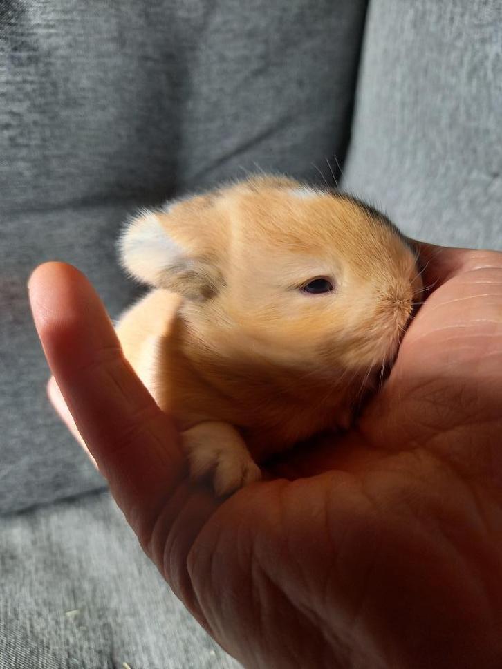 Mini konijnen, Dieren en Toebehoren, Konijnen, Dwerg, Geslacht onbekend, 0 tot 2 jaar