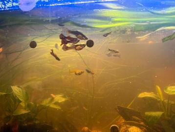 Guppy’s beschikbaar voor biedingen