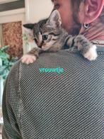 4lieve kittens opzoek naar mandje foto1en4  gereserveerd, Dieren en Toebehoren, Meerdere dieren