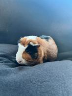 Cavia beren, Dieren en Toebehoren, Cavia, Augustus, Mannelijk, Tam