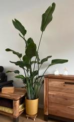 Strelitzia Nicolai | Paradijsvogelplant | 180cm hoog, Huis en Inrichting, Kamerplanten, Overige soorten, 150 tot 200 cm, Halfschaduw