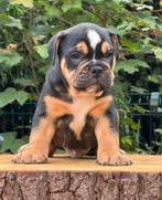 Bullforce Old English Bulldog pups, Dieren en Toebehoren, Nederland, 15 weken tot 1 jaar, Rabiës (hondsdolheid), Teef