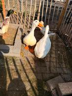 Witte park eenden, Dieren en Toebehoren, Meerdere dieren, Eend