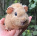 Prachtig crème Rex teddy beertje, Cavia, Augustus, Mannelijk, Tam