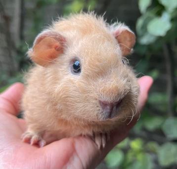 Prachtig crème Rex teddy beertje beschikbaar voor biedingen