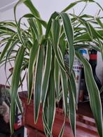 Planten, Ophalen of Verzenden, Halfschaduw, Minder dan 100 cm