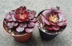 Aeonium Chanel, Vetplant, Ophalen of Verzenden, Minder dan 100 cm, Volle zon