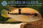 Zuid Amerikaanse Cichliden: Aequidens superomaculatum, Dieren en Toebehoren, Vissen | Aquariumvissen, Zoetwatervis, Vis