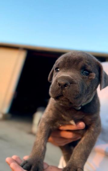Cane corso teefje beschikbaar voor biedingen