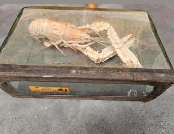 Vintage taxidermie Germany anatomie kreeft in glazen vitrine beschikbaar voor biedingen