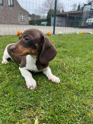 Teckel pups beschikbaar voor biedingen