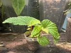 Begonia Kalimantan Yellow Stripe, Ophalen of Verzenden, Overige soorten, Minder dan 100 cm