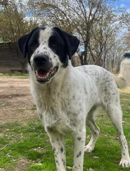 Ontmoet Apollo: een prachtige pup op zoek naar zijn familie, Dieren en Toebehoren, Honden | Niet-rashonden, Groot, Reu, Particulier