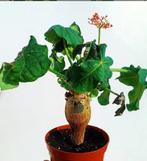 Jatropha Podagrica 'flessenplant', Huis en Inrichting, Kamerplanten, Vetplant, Ophalen of Verzenden, Minder dan 100 cm, Bloeiende kamerplant