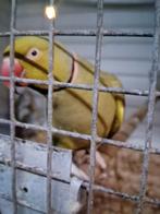 1 halsband parkiet man, Mannelijk, Parkiet