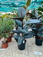 Ficus Elastica 008 - Kamerplant, Ficus, Ophalen of Verzenden, In pot, Minder dan 100 cm