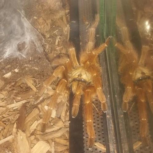 Vogelspin pterinochilus murinus OBT incl terrarium, Dieren en Toebehoren, Insecten en Spinnen, Spin of Schorpioen