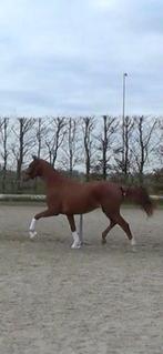 Taleida RMC, Dieren en Toebehoren, Paarden, Merrie, Gechipt, Dressuurpaard, 3 tot 6 jaar