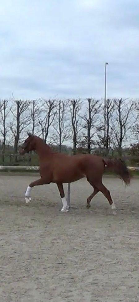 Taleida RMC, Dieren en Toebehoren, Paarden, Merrie, Onbeleerd, 165 tot 170 cm, 3 tot 6 jaar, Dressuurpaard, Met stamboom, Gechipt