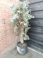Leuke kunstboom incl pot voor buiten, Ophalen, Volle zon, Overige soorten, Minder dan 100 cm
