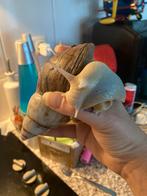 Afrikaanse reuzenslakken, Ophalen of Verzenden