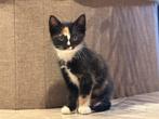 2 Mooie lapjes kittens 1 rode kitten, Meerdere dieren, Kortharig, 0 tot 2 jaar