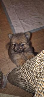 Kruising pomeriaan, Dieren en Toebehoren, Honden | Poolhonden, Keeshonden en Oertypen, 8 tot 15 weken, Meerdere, Meerdere dieren