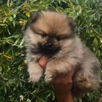 Hele mooie, lieve en zeer sociale 75% pomeriaan pups, Dieren en Toebehoren, Honden | Poolhonden, Keeshonden en Oertypen, Overige rassen