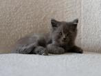 Britse Korthaar kittens, Poes, Ontwormd, 0 tot 2 jaar
