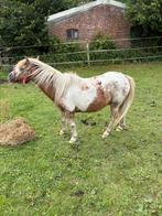 2 shetlander ruinen en 1 merrie, Dieren en Toebehoren, Pony's, Ruin, Gechipt, A pony (tot 1.17m), 11 jaar of ouder