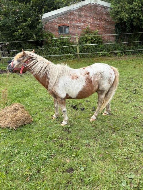 2 shetlander ruinen en 1 merrie, Dieren en Toebehoren, Pony's, Ruin, A pony (tot 1.17m), Recreatiepony, 11 jaar of ouder, Gechipt