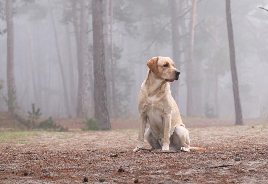 Prachtige stoere redfox labrador ter dekking aangeboden, Reu, 1 tot 2 jaar, Parvo, Eén hond