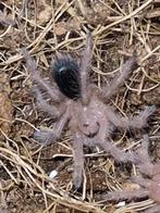 Grammostola pulchripes spiderlings, Dieren en Toebehoren, Insecten en Spinnen, Spin of Schorpioen