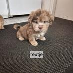 Lieve raszuivere choco bont en merle shih tzu pups, Overige rassen, 8 tot 15 weken, Meerdere, Meerdere dieren