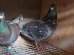 Te koop 2 rubella kras kleurpostduiven, Dieren en Toebehoren, Vogels | Duiven, Meerdere dieren, Postduif