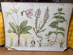 Vintage schoolplaat beplanting, Antiek en Kunst, Natuur en Biologie, Ophalen