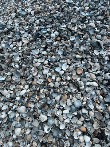 Schelpen in bigbag beschikbaar voor biedingen
