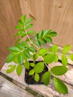 Bottelroos, Rosa Rugosa, Ophalen, Volle zon, Vaste plant, Zomer