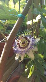 Passiebloem Blauw, Ophalen, Vaste plant, Halfschaduw, Klimplanten