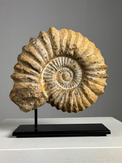 Ammoniet fossiel op custom standaard, Verzamelen, Mineralen en Fossielen, Fossiel, Ophalen