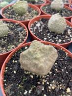 Succulent Pseudolithos Cubiformis 2,5-3cm doorsnede., Overige soorten, In pot, Minder dan 100 cm, Bloeiende kamerplant