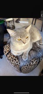 Britse korthaar Süslü dakkater / niet te koop