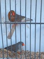 Oranje borst koppel, Dieren en Toebehoren, Meerdere dieren