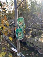 Notenbomen, appel, perzik, nectarine, amandel, peer, pruim, Ophalen, Volle zon