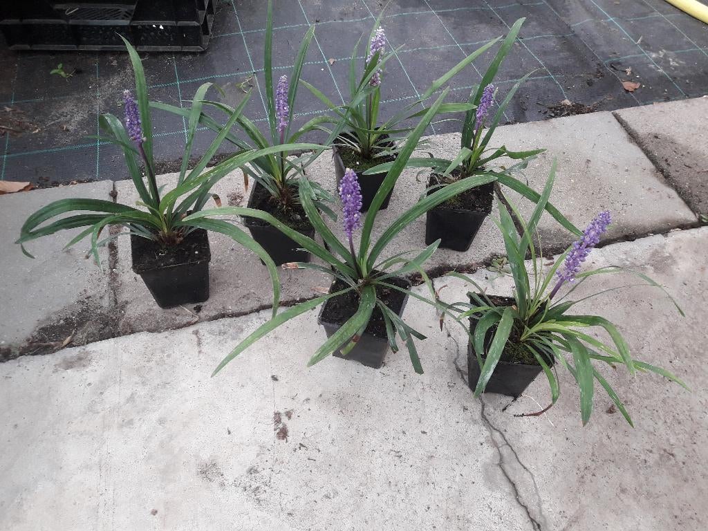 Te koop mLiriope muscari moneymaker, Ophalen, Overige soorten, Volle zon