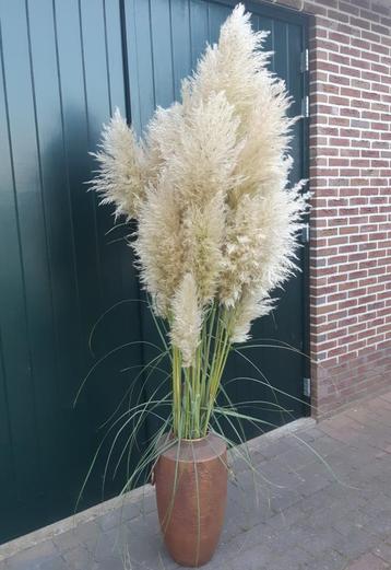 Verse Pampasgras Pluimen  beschikbaar voor biedingen