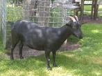2 dwergeiten te koop bruine en zwarte, Dieren en Toebehoren, Schapen, Geiten en Varkens, Vrouwelijk, Geit