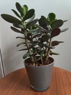 Leuke Jade- Geldplant, Crassula, Huis en Inrichting, Kamerplanten, Ophalen, Halfschaduw, Minder dan 100 cm